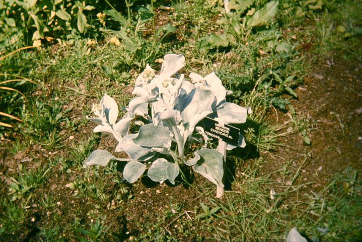 Senecio candicans 