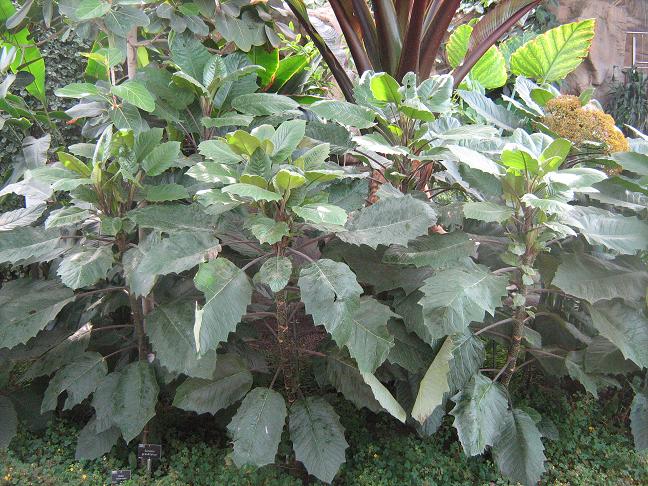 Senecio grandifolius 