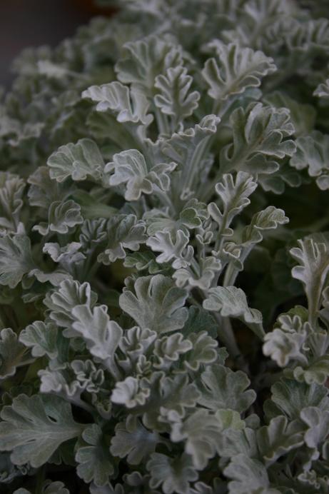 Senecio leucophyllus 