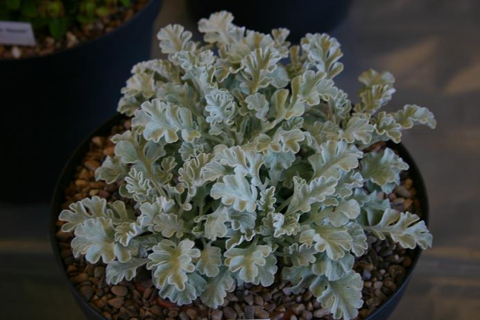 Senecio leucophyllus 