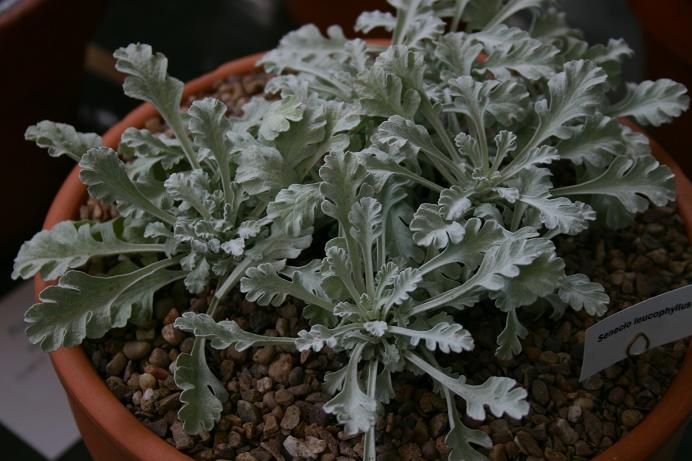 Senecio leucophyllus 