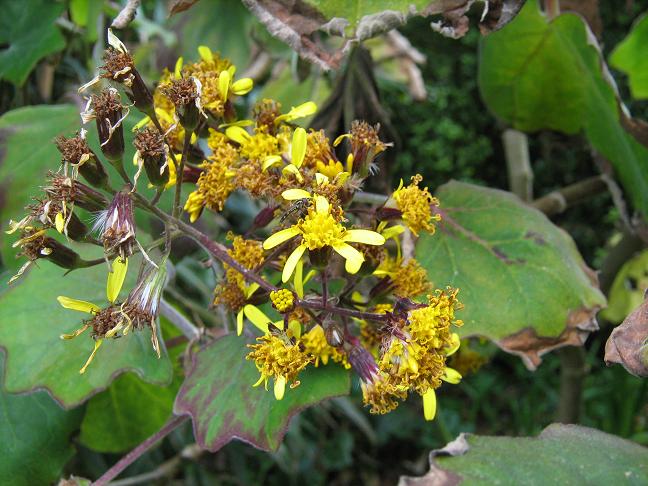 Senecio petasitis 