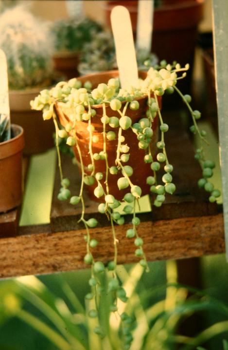 Senecio rowleyanus 