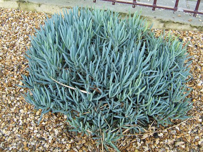 Senecio serpens 