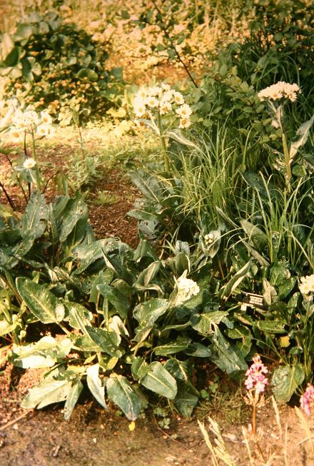 Senecio smithii 