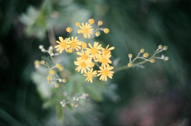 Senecio vernalis 