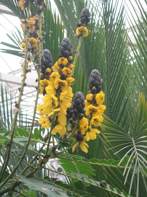 Senna didymobotrya 