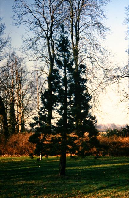 Sequoiadendron giganteum 