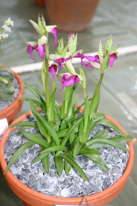 x Sericamptis capitata 