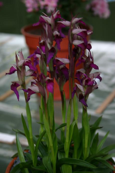 x Sericamptis capitata 