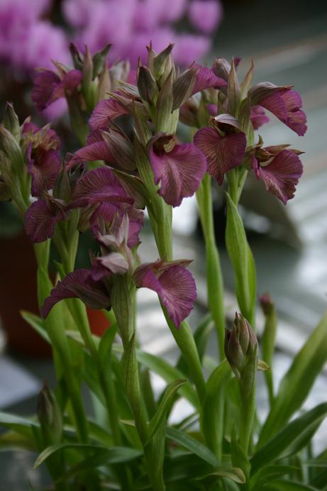 x Sericamptis triloba 