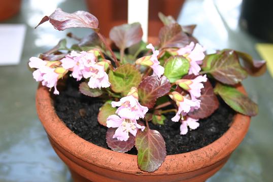 Shortia 'Leona' 