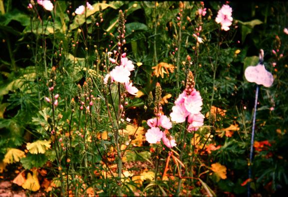 Sidalcea 'Sussex Beauty' 