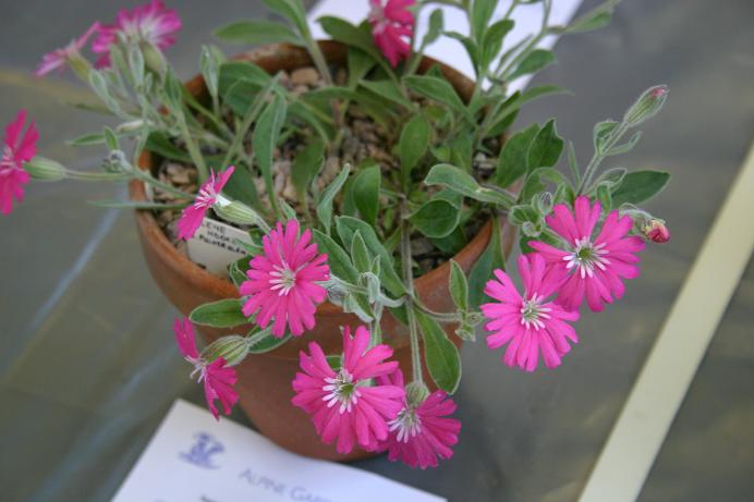 Silene (hookeri x pulverulenta) 