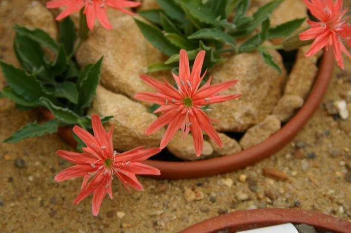 Silene californica 