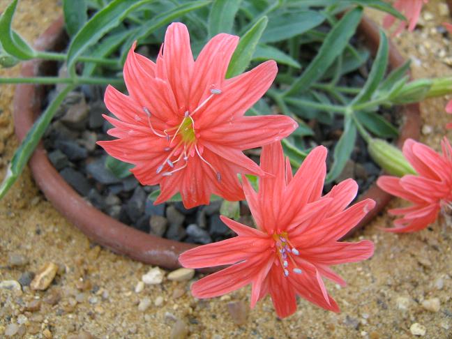 Silene californica 