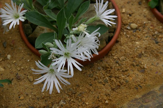 Silene hookeri 