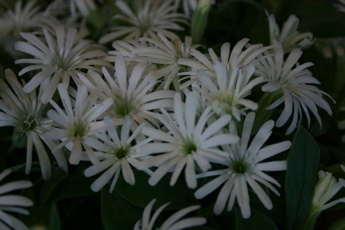 Silene hookeri ssp bolanderi 