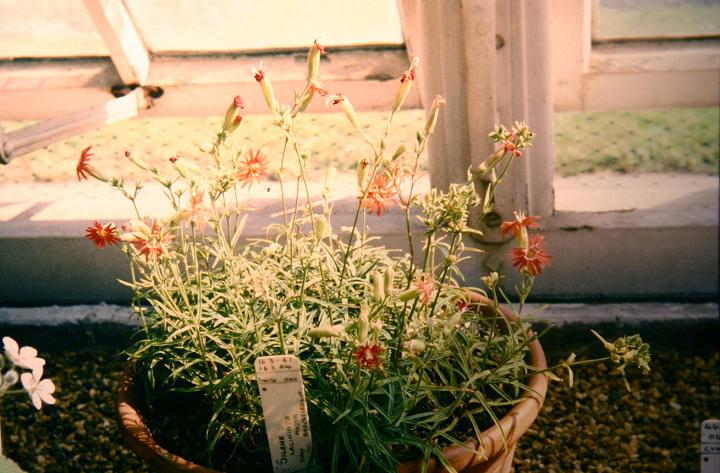 Silene laciniata 