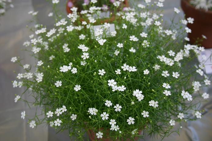 Silene pusilla 