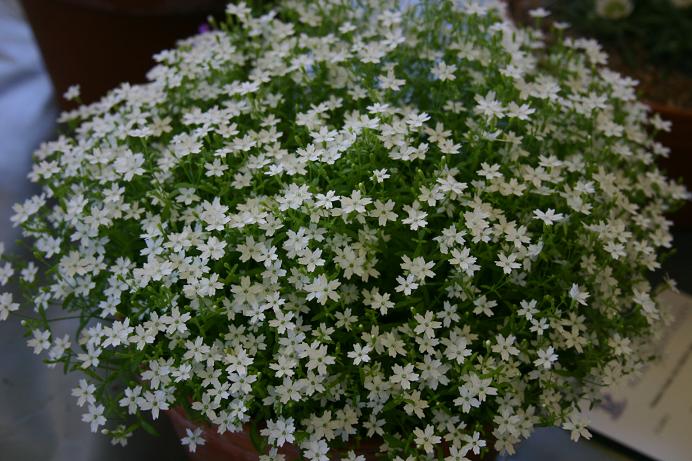 Silene pusilla ssp chromodentata 