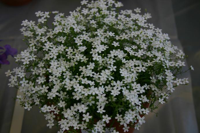 Silene pusilla ssp chromodentata 