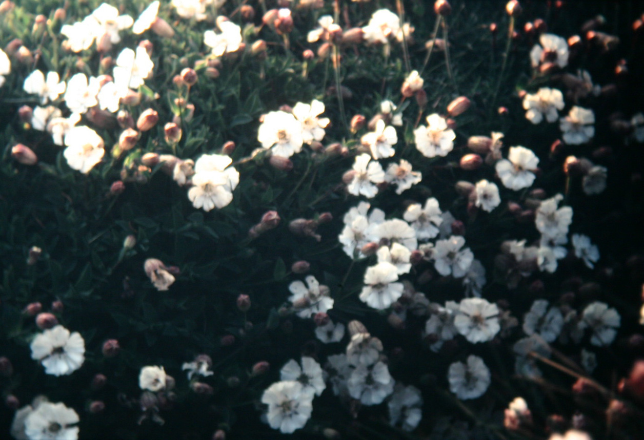 Silene uniflora 