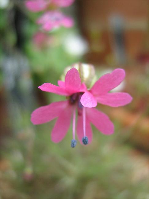 Silene viscariopsis 