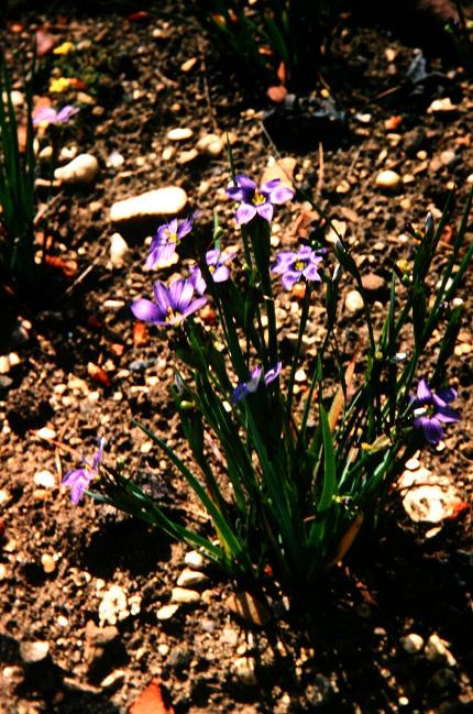 Sisyrinchium bermudianum 