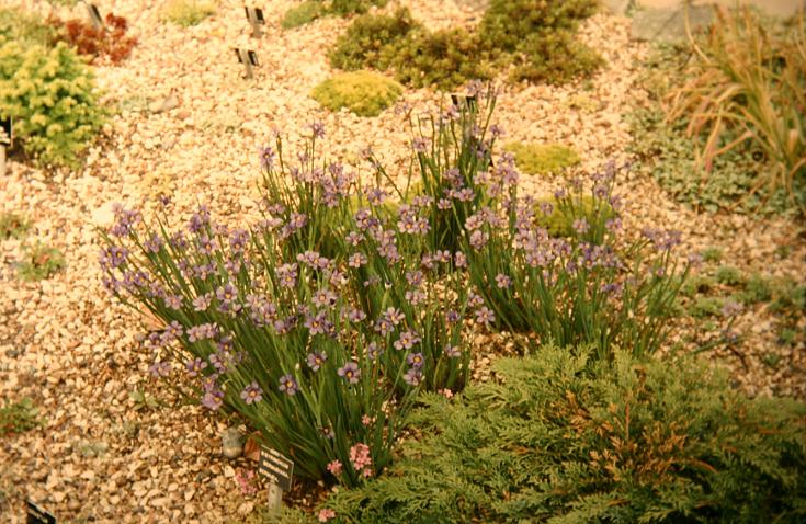 Sisyrinchium bermudianum 