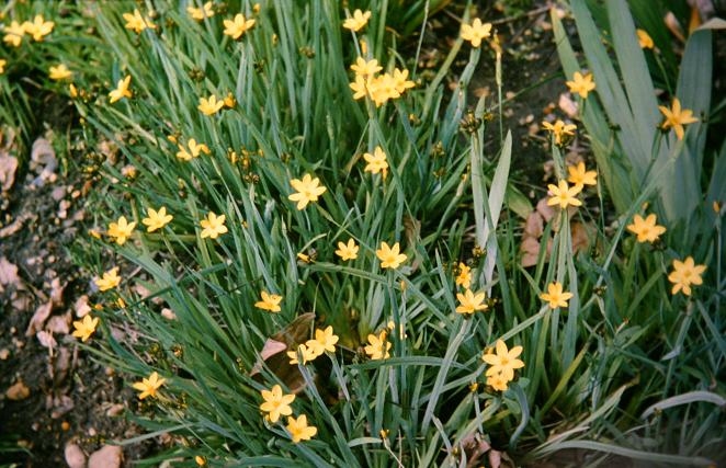 Sisyrinchium brachypus 