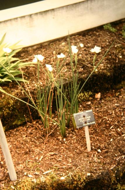 Sisyrinchium filifolium 