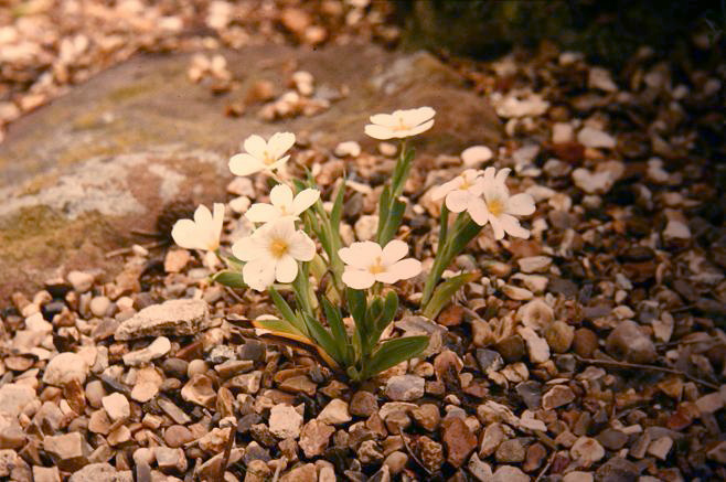 Sisyrinchium macowanii 