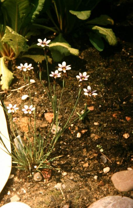 Sisyrinchium 'Quaint and Queer' 