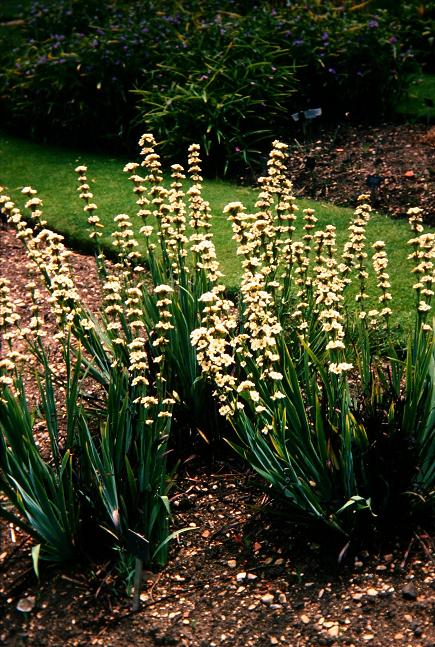 Sisyrinchium striatum 