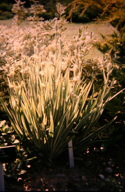 Sisyrinchium striatum 'Variegatum' 