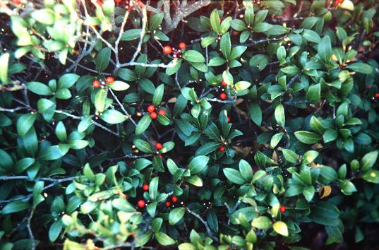 Skimmia japonica 