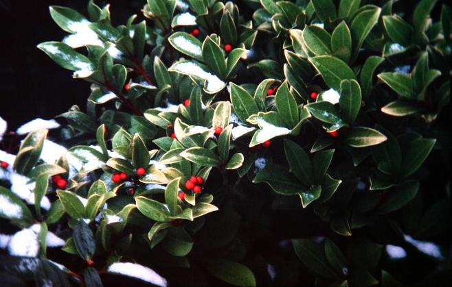 Skimmia japonica 'Foremannii' 