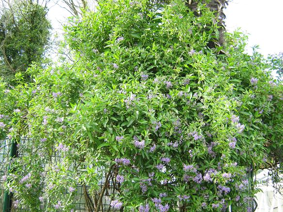 Solanum crispum 'Glasnevin' 