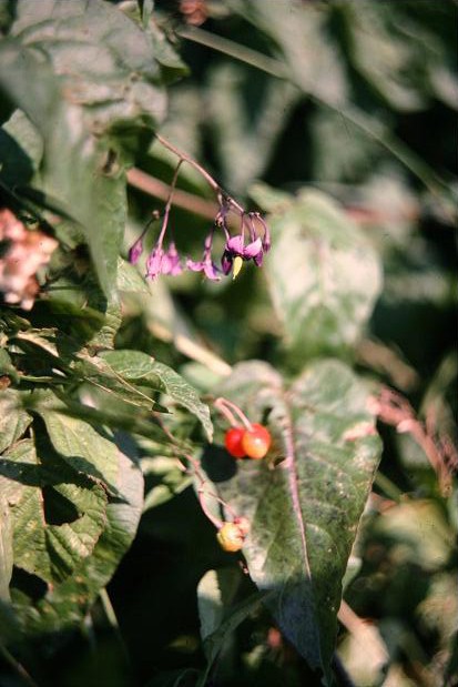 Solanum dulcamara 