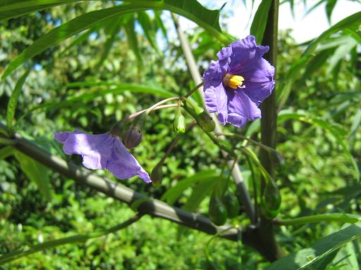 Solanum laciniatum 