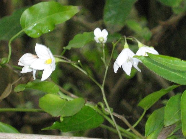 Solanum laxum 'Album' 