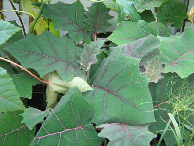 Solanum quitoense 