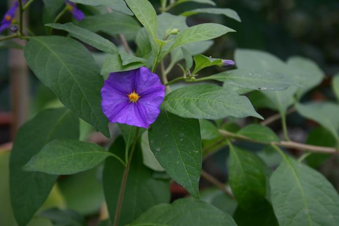 Solanum rantonetii 