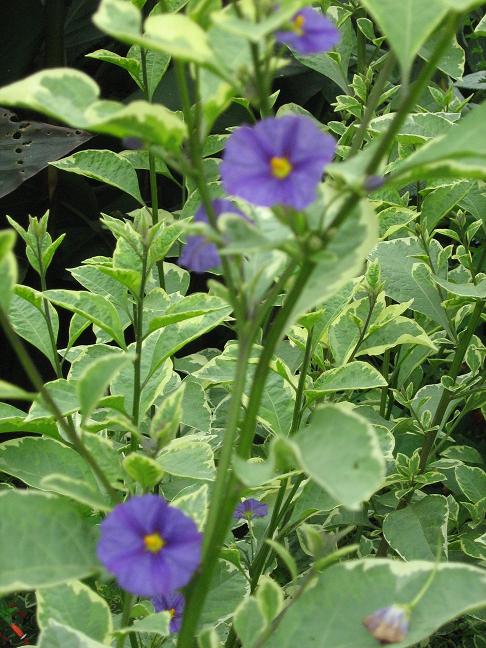 Solanum rantonetii 'Variegatum' 