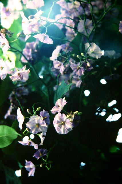 Solanum wendlandii 