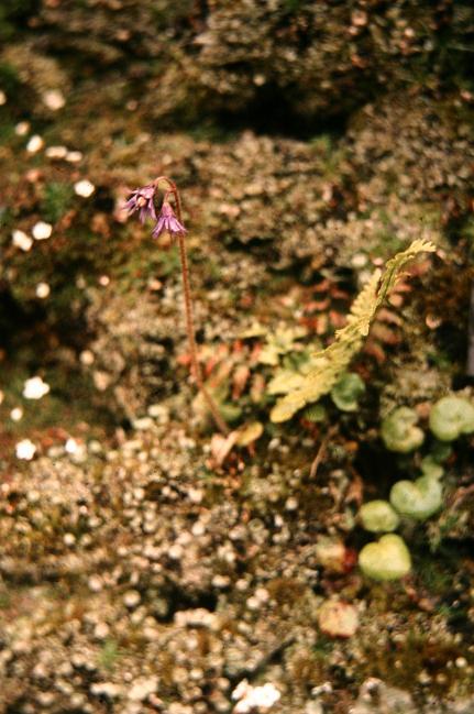 Soldanella alpina 