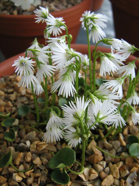 Soldanella alpina 'Alba' 