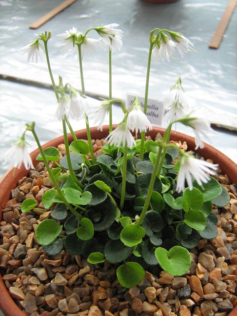 Soldanella alpina 'Alba' 