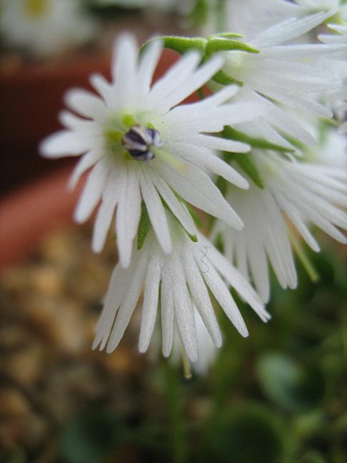 Soldanella alpina 'Alba' 